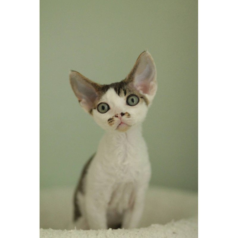 Devon Rex Ophelia