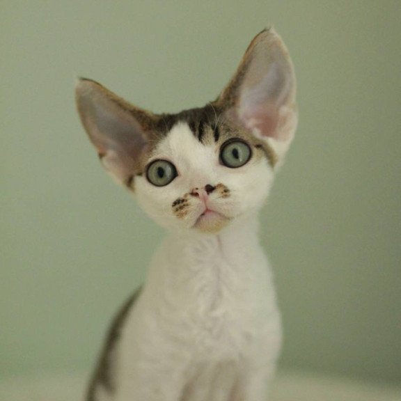 Devon Rex Ophelia