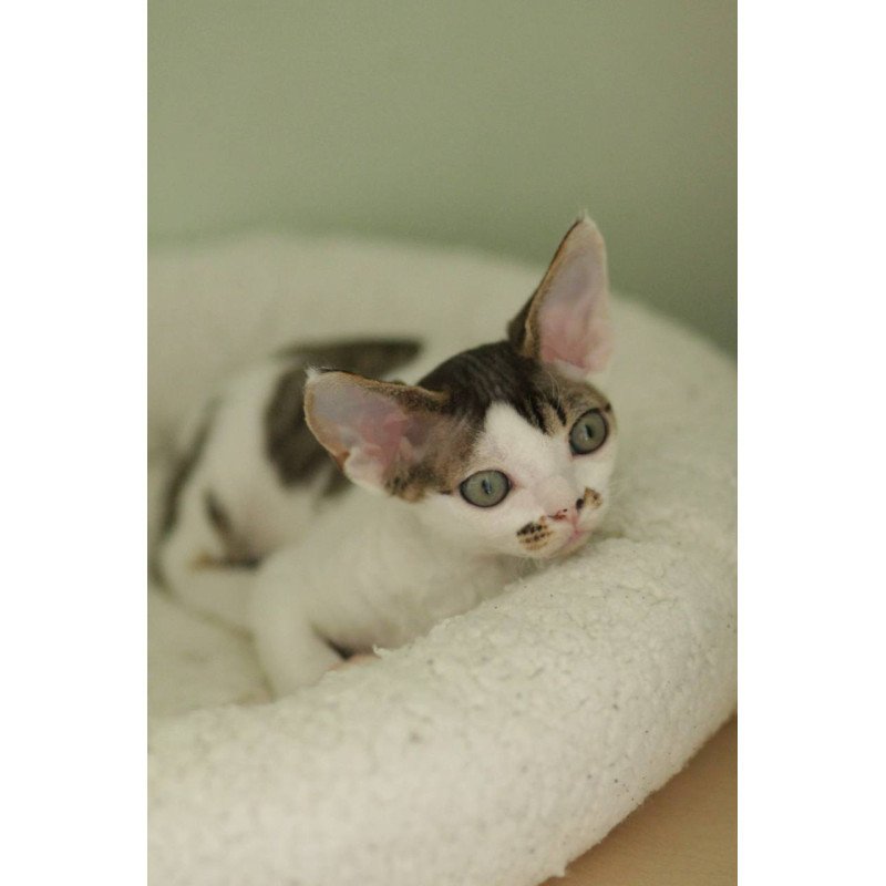 Devon Rex Ophelia