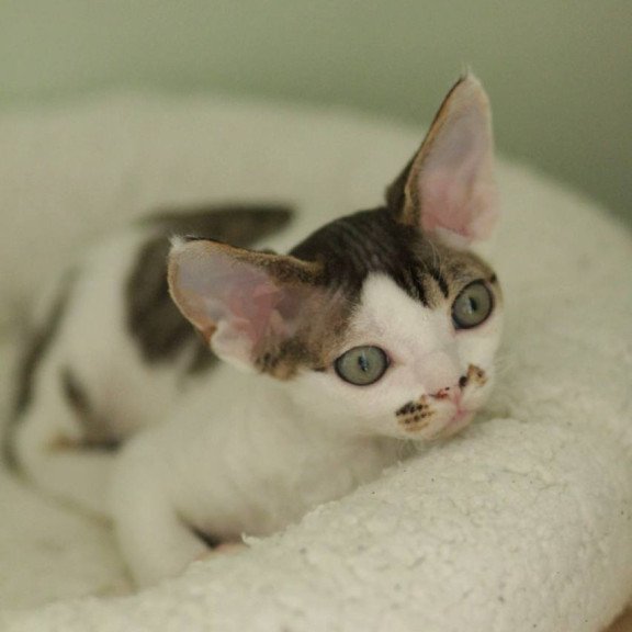 Devon Rex Ophelia
