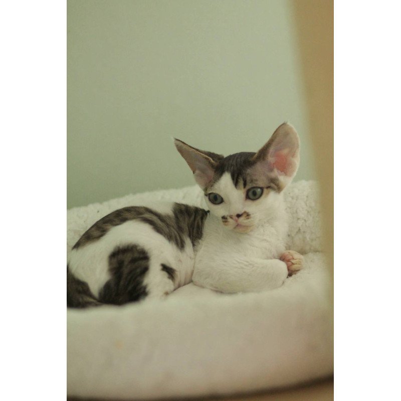Devon Rex Ophelia