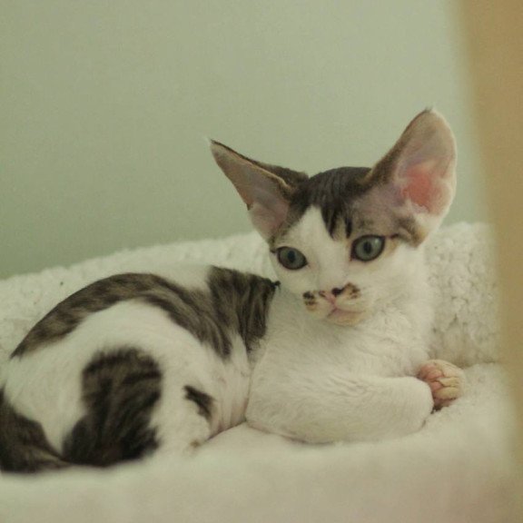 Devon Rex Ophelia