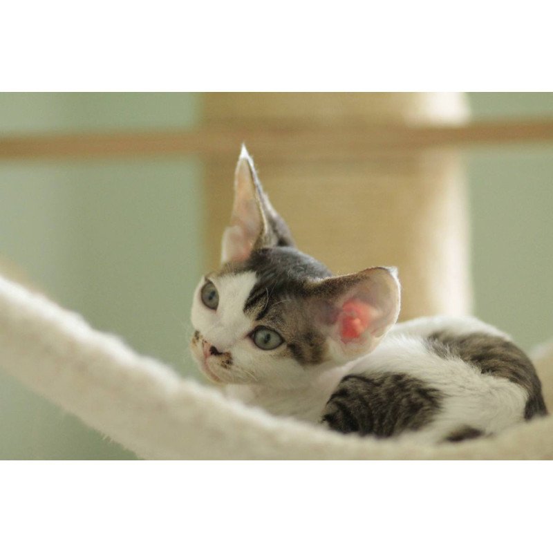 Devon Rex Ophelia