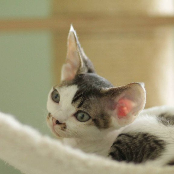 Devon Rex Ophelia