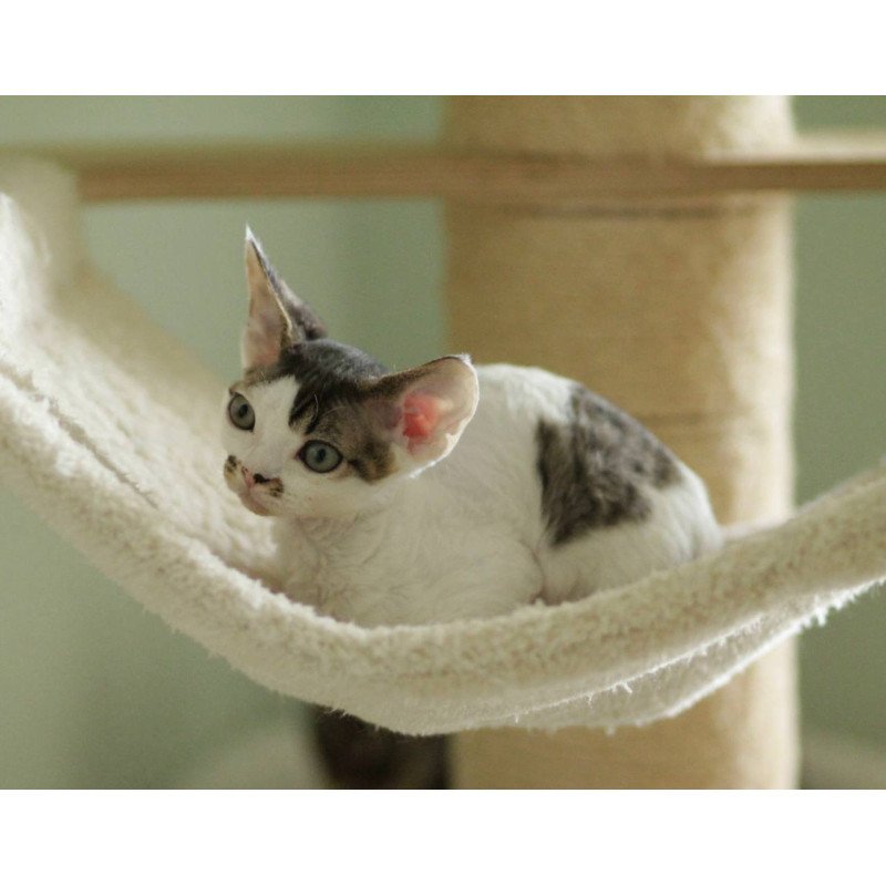 Devon Rex Ophelia
