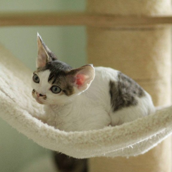 Devon Rex Ophelia