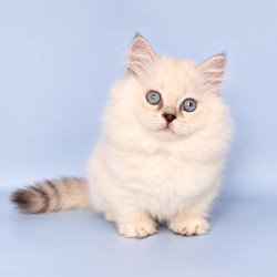 Munchkin Diana