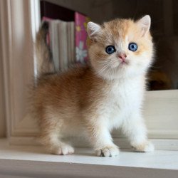 British Nick