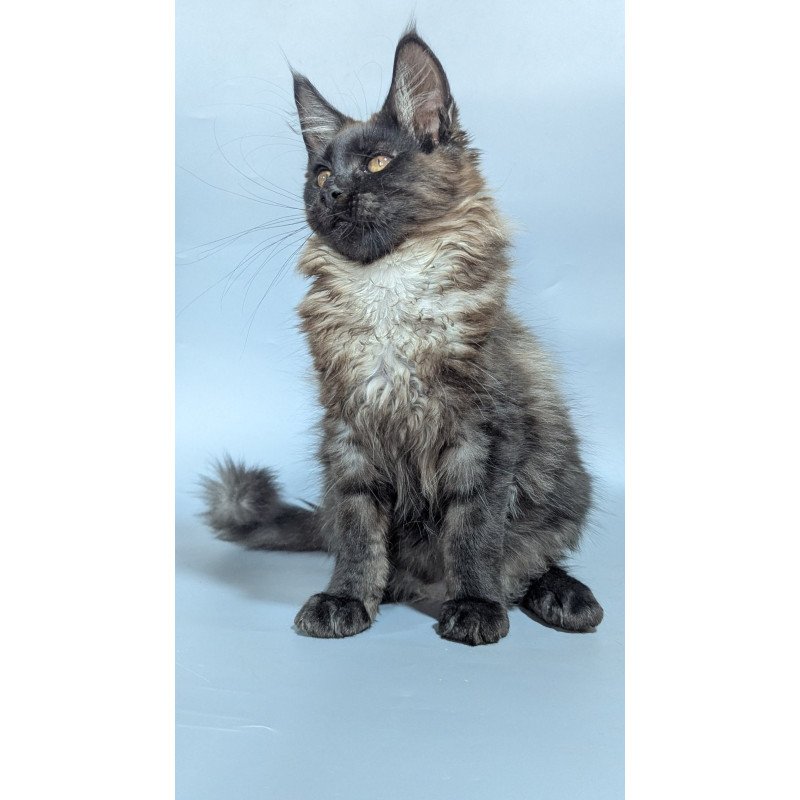 Maine Coon EZ Luka
