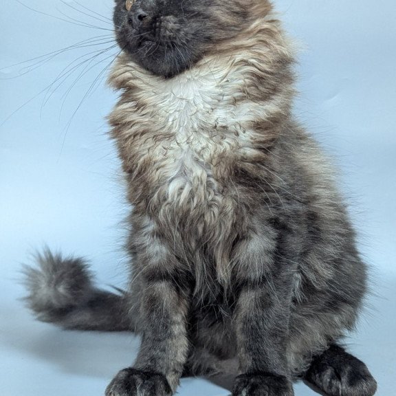 Maine Coon EZ Luka