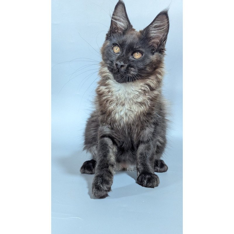 Maine Coon EZ Luka