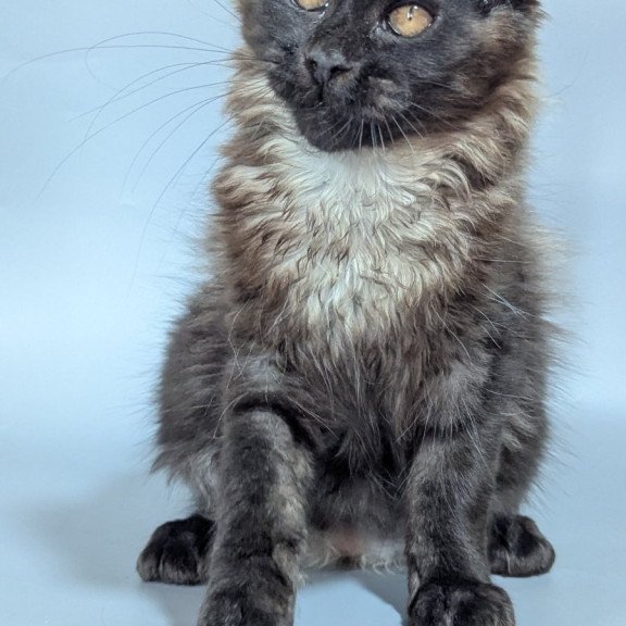 Maine Coon EZ Luka