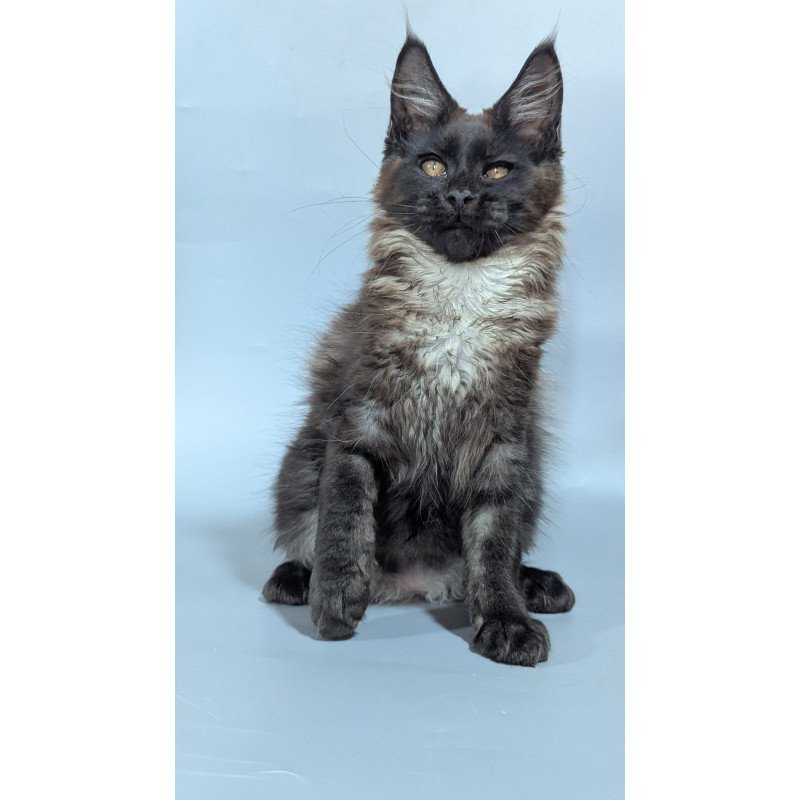 Maine Coon EZ Luka