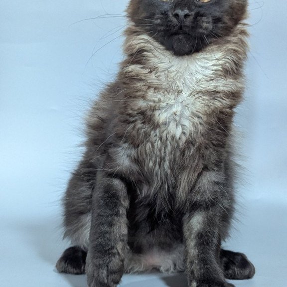 Maine Coon EZ Luka
