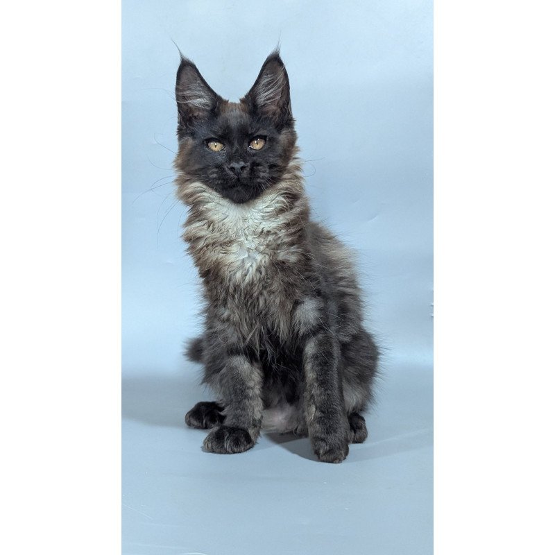 Maine Coon EZ Luka