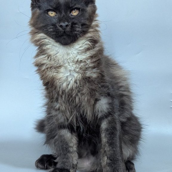 Maine Coon EZ Luka
