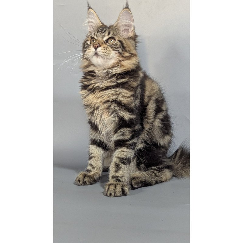 Maine Coon EZ Jolly