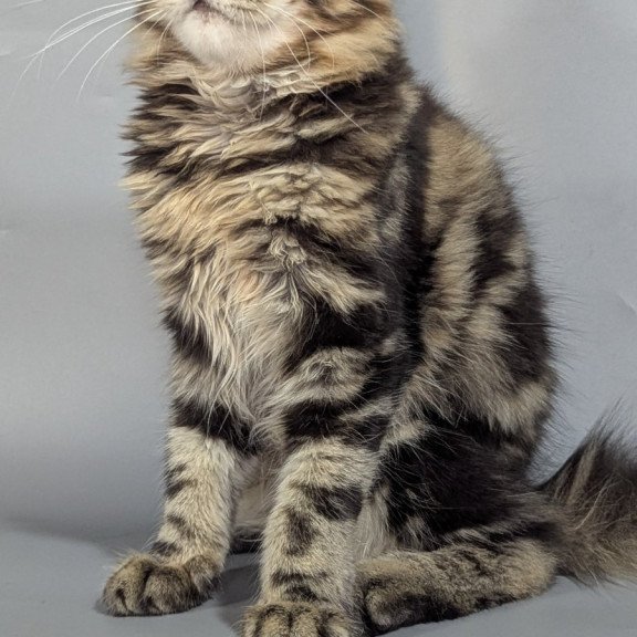 Maine Coon EZ Jolly