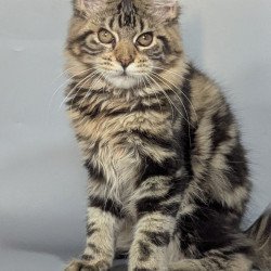 Maine Coon EZ Jolly