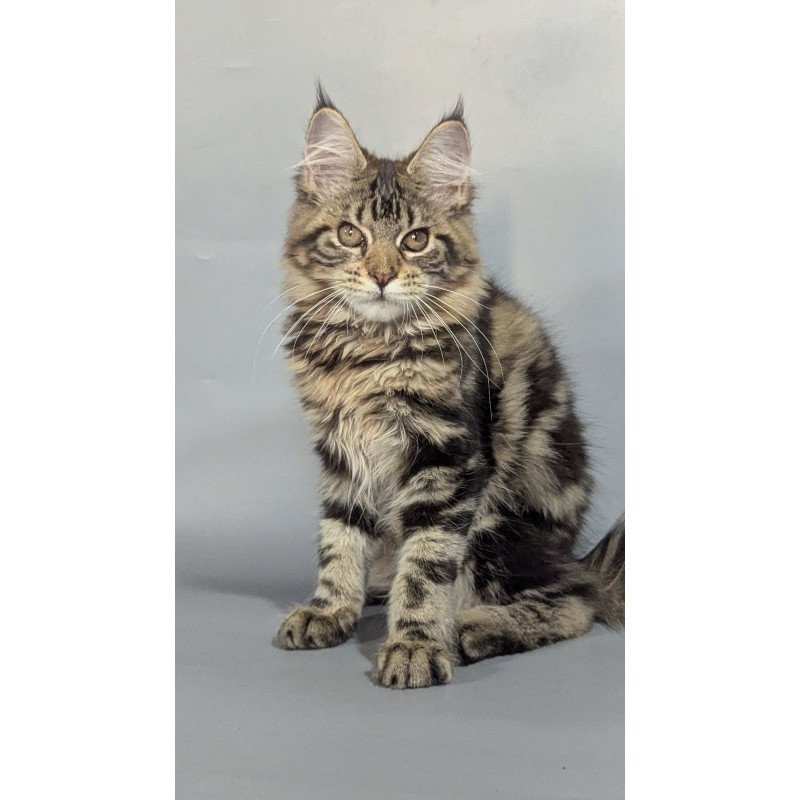 Maine Coon EZ Jolly