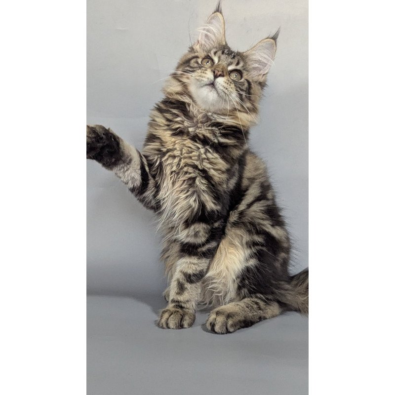 Maine Coon EZ Jolly