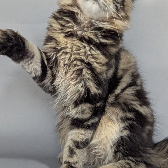 Maine Coon EZ Jolly