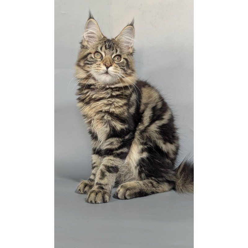 Maine Coon EZ Jolly
