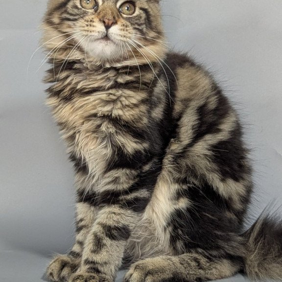 Maine Coon EZ Jolly