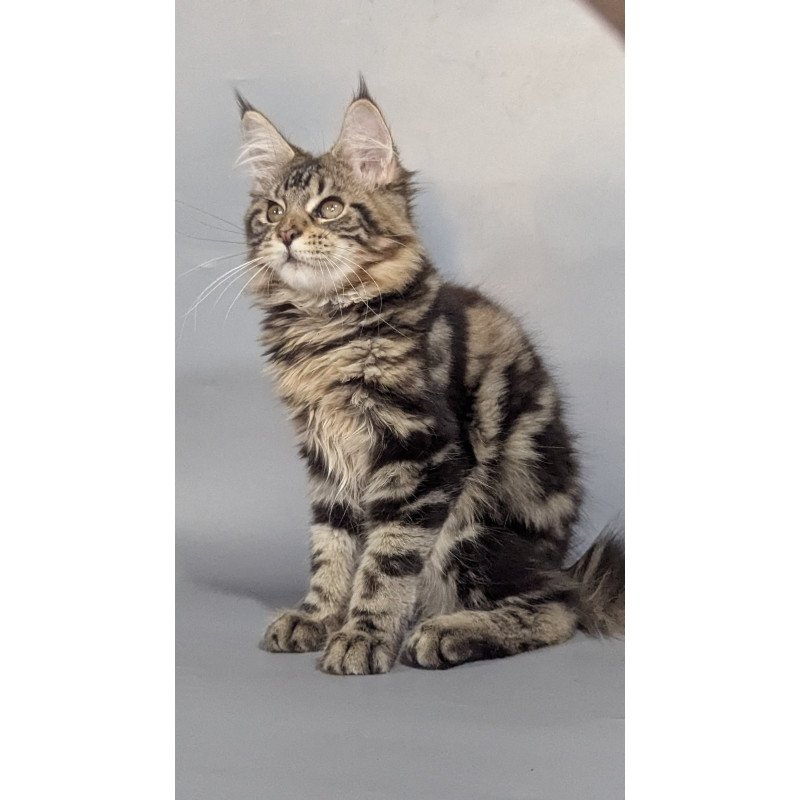 Maine Coon EZ Jolly