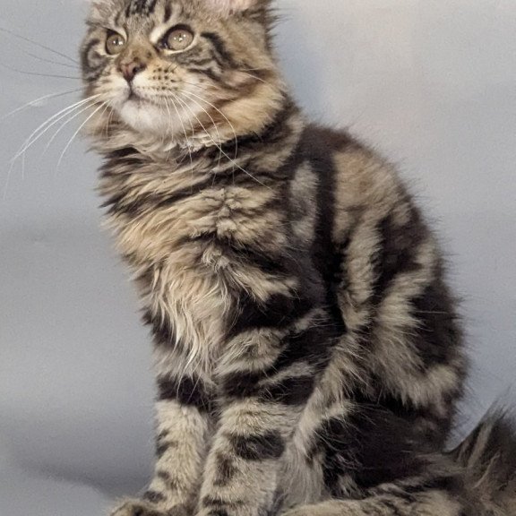Maine Coon EZ Jolly