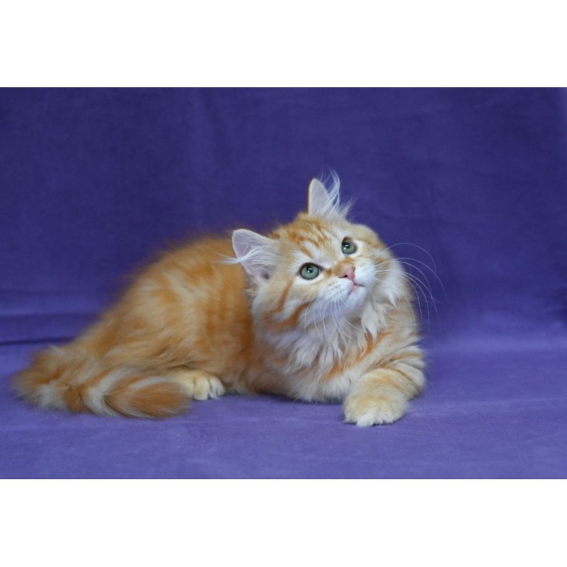 Siberian EZ Frisco