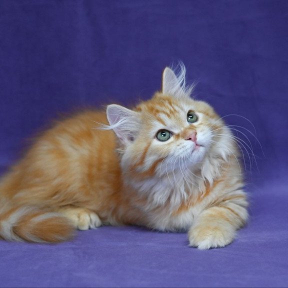 Siberian EZ Frisco