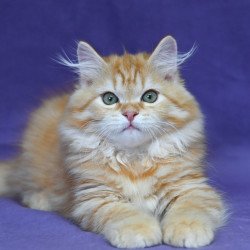 Siberian EZ Frisco