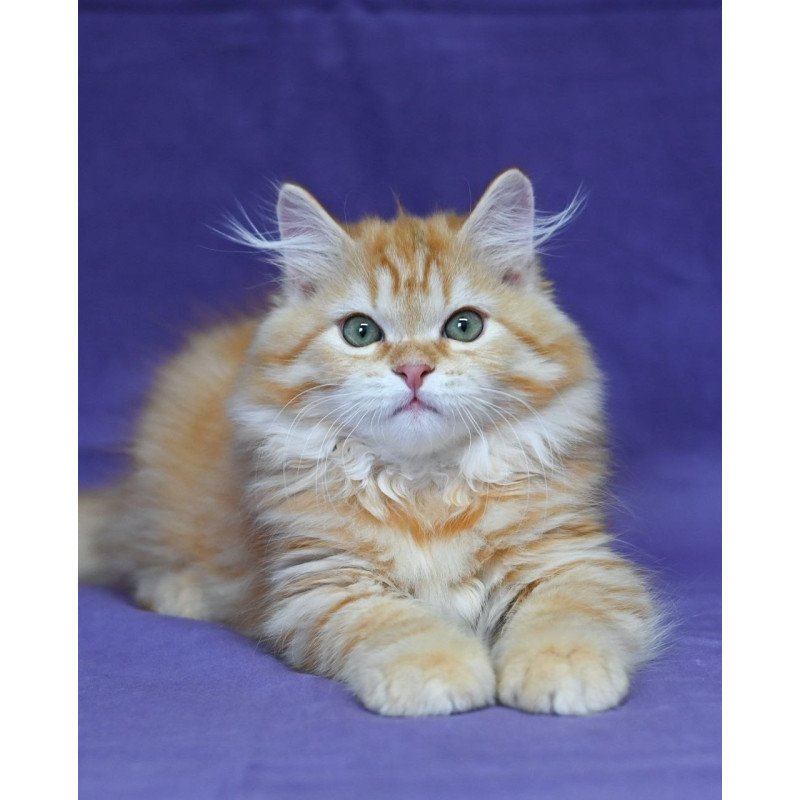 Siberian EZ Frisco