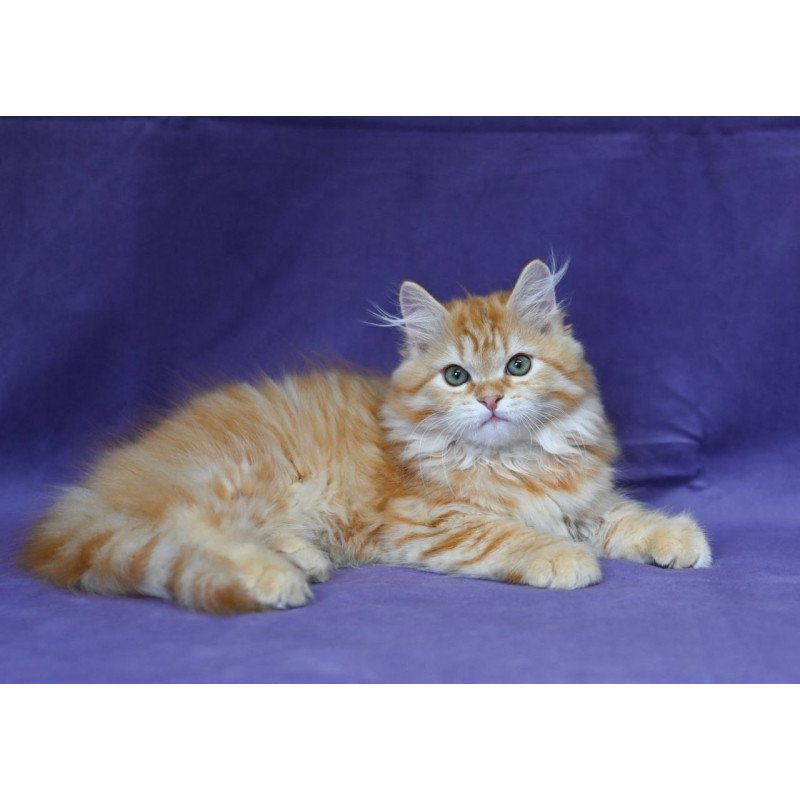 Siberian EZ Frisco
