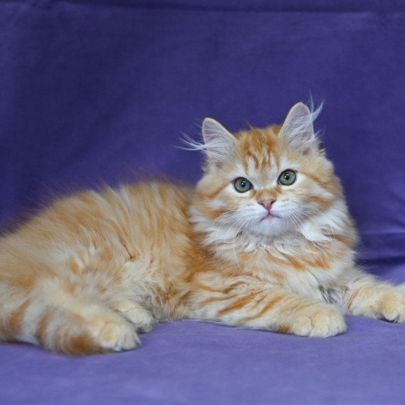 Siberian EZ Frisco