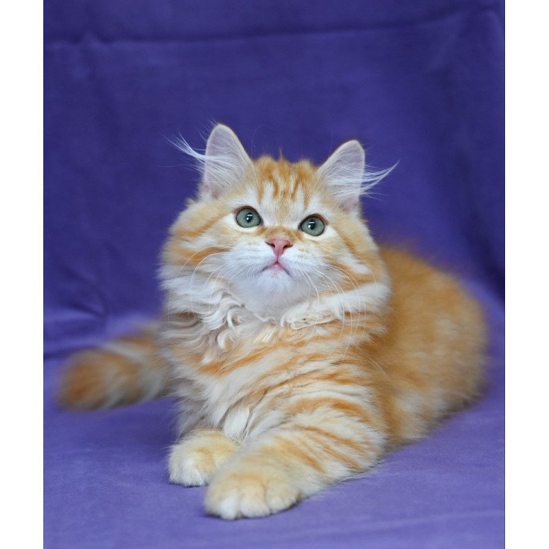Siberian EZ Frisco