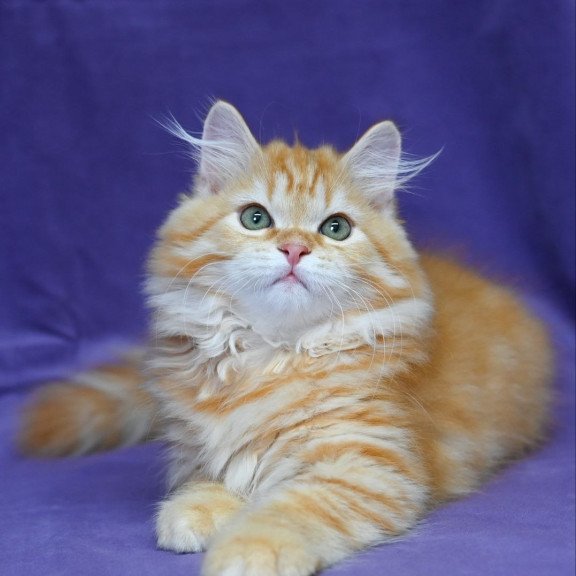 Siberian EZ Frisco