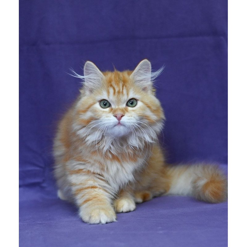 Siberian EZ Frisco