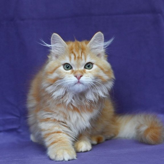 Siberian EZ Frisco