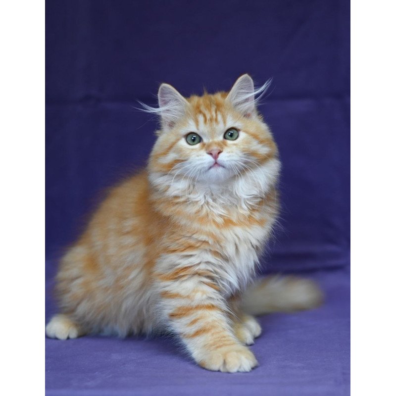 Siberian EZ Frisco