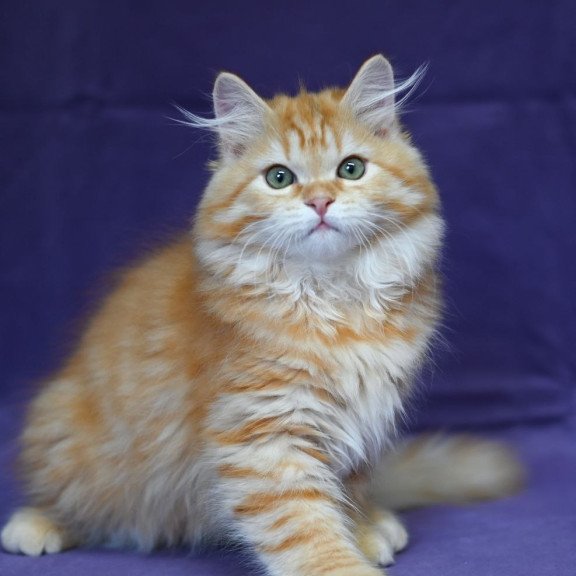 Siberian EZ Frisco