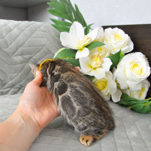 Bengal EZ Pinkie