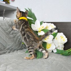 Bengal EZ Pinkie