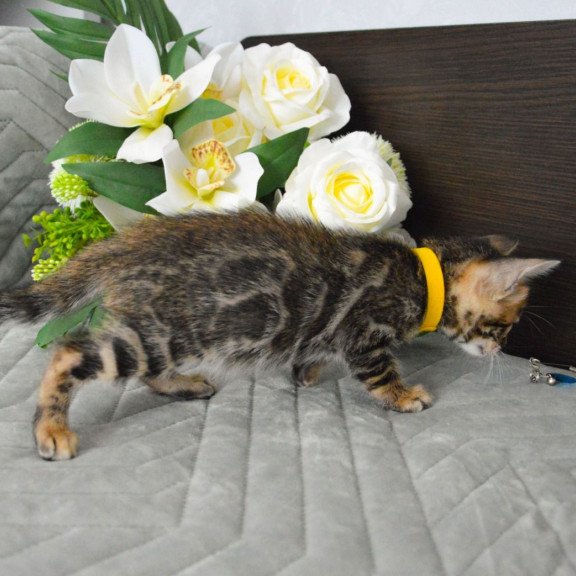 Bengal EZ Pinkie