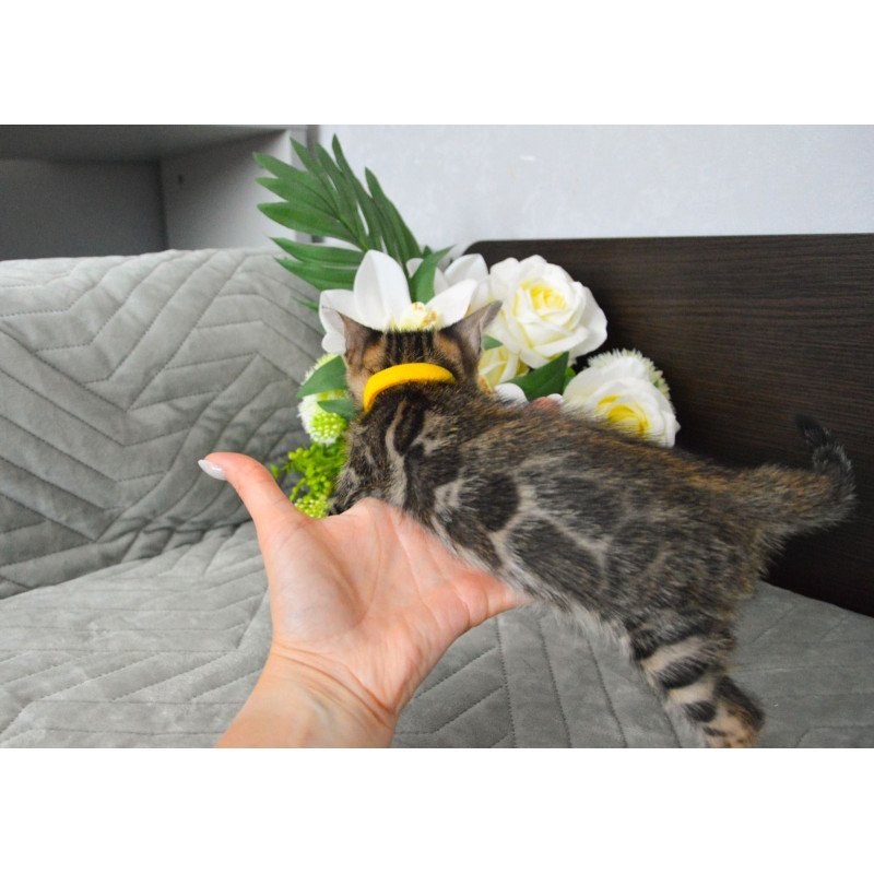Bengal EZ Pinkie