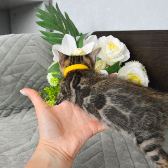 Bengal EZ Pinkie