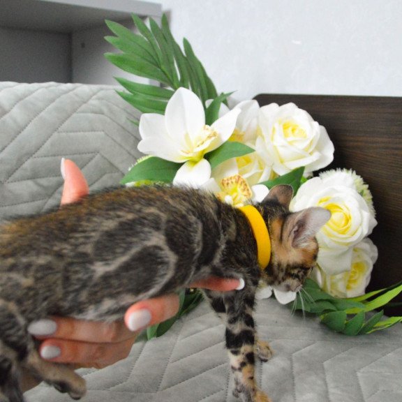 Bengal EZ Pinkie