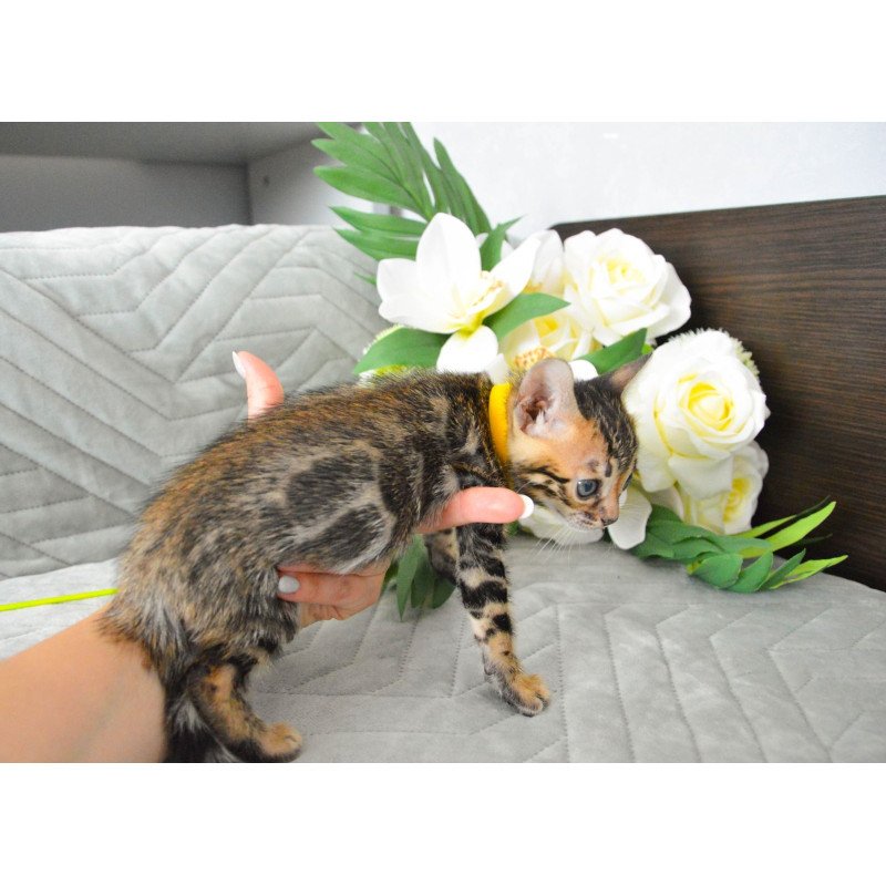 Bengal EZ Pinkie