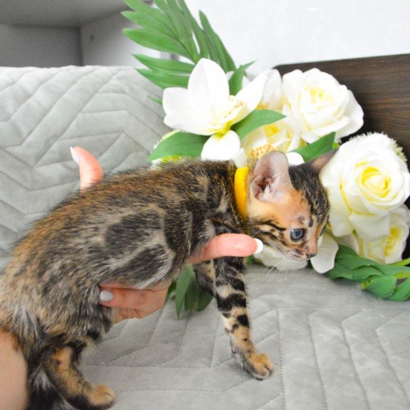 Bengal EZ Pinkie